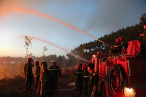 Hơn 80 ha rừng ở Thừa Thiên - Huế bị thiêu rụi