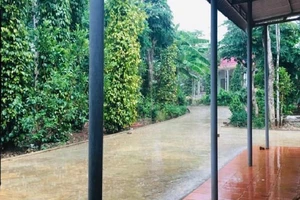 Quảng Trị đón cơn 'mưa vàng' sau những ngày nắng gay gắt