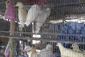 TT-Huế cấm cán bộ, công chức, viên chức ăn thịt chim trời