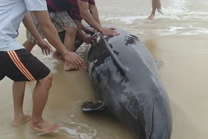 Cá heo nặng hơn 300 kg được người dân đưa trở lại biển