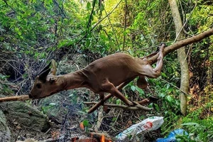 Tổng biên tập Tạp chí Sông Hương chỉ nướng dê nuôi