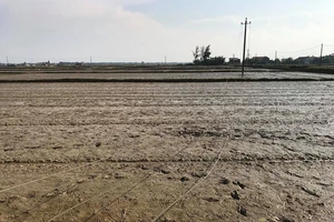 Dây điện sà xuống đất khiến 1 phụ nữ đang làm ruộng tử vong