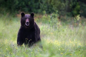 Gấu rừng tấn công làm 1 người ở Quảng Nam nguy kịch