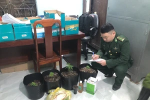 Mua hạt cần sa qua facebook mang trồng tại nhà