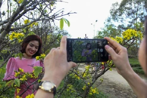 Huế muốn trở thành xứ sở mai vàng của Việt Nam