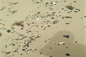 Quảng Trị: Dầu vón cục dạt vào dọc 20 km bờ biển