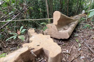 Bộ NN&PTNT đề nghị Quảng Trị xử lý nghiêm vụ phá rừng ở Đakrông