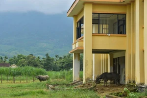 Chùm ảnh: Dự án nhà máy xi măng 4.000 tỉ thành nơi... nuôi bò