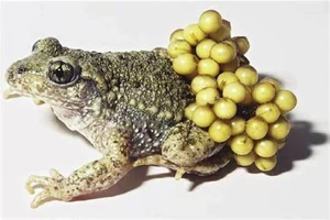 Quảng Trị: 2 chị em tử vong, nghi do ăn trứng cóc