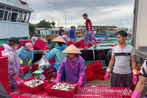 TP Huế: Cảng cá hối hả trước bão Noru