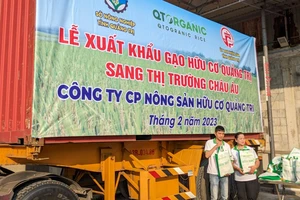 Lô gạo hữu cơ đầu tiên của Quảng Trị sang Châu Âu, giá 1.800 USD/tấn 