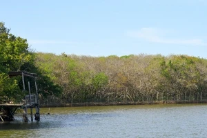 Rừng ngập mặn ở Huế bị san ủi