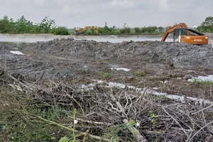 Vụ san ủi rừng ngập mặn: Đình chỉ thi công bờ kè