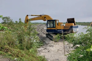 Vụ rừng ngập mặn bị san ủi: Phạt tiền và trồng lại rừng