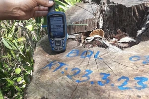 Xác định được người chặt phá rừng phòng hộ Nam Đông