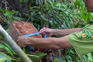 Quảng Trị: Hàng chục cây rừng tự nhiên bị đốn hạ