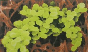 Vụ 48 người ngộ độc ở Quảng Trị: Chủ cơ sở nấu tiệc cưới bị phạt hơn 22 triệu đồng