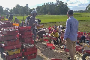 Quảng Trị: Người dân gom 5 tấn cá giúp tài xế bị lật xe 