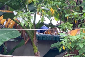 Nhân viên viễn thông tử vong khi sửa dây mạng Internet