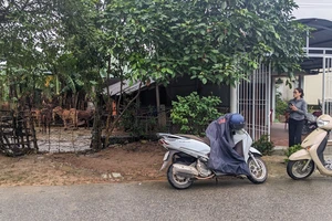 Cả khu phố đi tìm giúp hơn 70 con bò bị lũ cuốn trôi