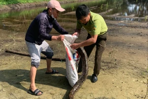 1 con trăn gấm dài hơn 3 mét mắc lưới ở ruộng