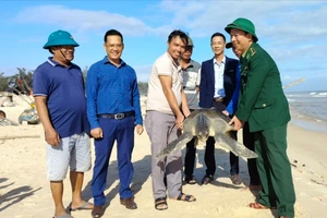 Cá thể đồi mồi nặng gần 40 kg được thả về biển