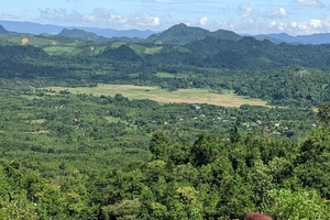 Quảng Trị nhận hơn 51 tỉ đồng tiền bán tín chỉ carbon từ rừng xanh.