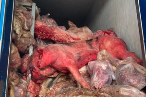 3 tấn thịt và nội tạng heo không rõ nguồn gốc, bốc mùi hôi thối trong kho lạnh ở Huế