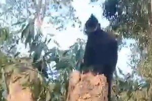 Đang khai thác tràm thì bị voọc đen gáy trắng tấn công 