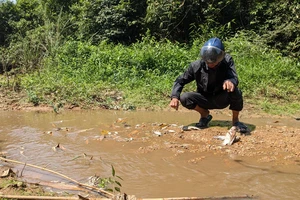 Cá chết trắng khe, mùi hôi nồng nặc, người dân chỉ tội trang trại heo xả thải