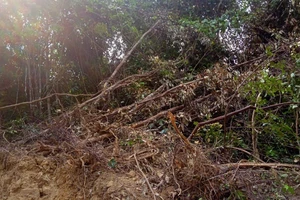 Xử phạt doanh nghiệp và 1 cá nhân trong vụ san ủi rừng tự nhiên