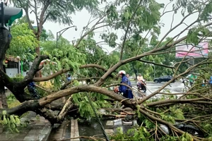 Cây xanh đổ gãy, nhà cửa ở Huế hư hỏng do giông lốc