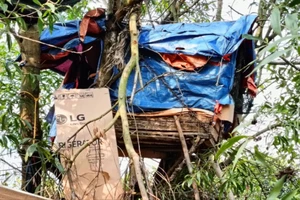 Làm lán trại trên cây để mua bán ma túy 