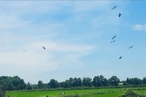 Đàn cò nhạn quý hiếm xuất hiện trên cánh đồng ở Quảng Trị