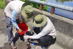 Cá chết bất thường ở khu kinh tế Chân Mây - Lăng Cô