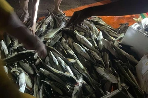 Áp thấp nhiệt đới gây mưa lớn, cá nuôi lồng chuẩn bị xuất bán chết trắng