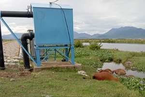 4 con bò bị điện giật chết bên trạm bơm nước