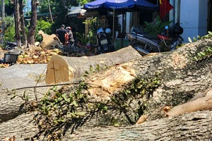 Người dân tiếc nuối hàng cây xanh lâu năm ở TP Đông Hà bị đốn hạ