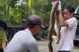 Phát hiện trăn gấm nặng 10 kg khi đánh bắt thủy sản