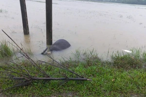 Trâu đang đi ăn thì lăn đùng ra chết, nghi bị rò điện