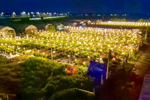 Làng hoa ở Quảng Trị chong đèn 'bắt hoa không ngủ' chờ tết
