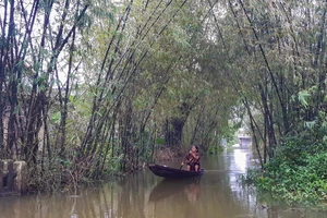 Mưa lớn ở thượng nguồn, lũ trên các sông ở Thừa Thiên Huế lên trở lại