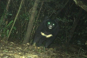 Phát hiện loài gấu ngựa quý hiếm ở Quảng Trị