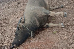 20 con trâu chết khi chăn thả rông trong rừng ở Quảng Trị