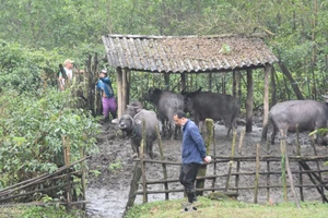 Nghề nuôi trâu thả rông trong rừng ở Quảng Trị: Nỗi lo tiềm ẩn