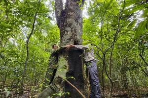 Khám phá khu rừng nguyên sinh duy nhất giữa đồng bằng Quảng Trị