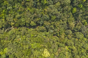 Rừng mai cổ thụ giữa đại ngàn Đakrông tỉnh Quảng Trị