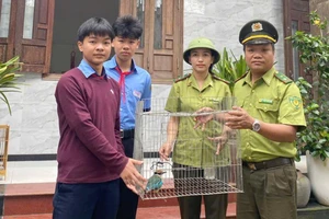 Nam sinh Huế giao nộp chim đuôi cụt bụng đỏ quý hiếm cho kiểm lâm