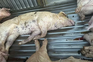 Phát hiện 9 con heo chết bầm đen, không rõ nguồn gốc tại một cơ sở giết mổ 