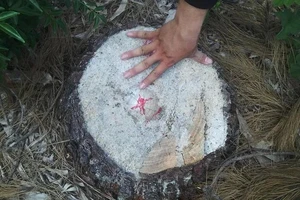 2,5 ha là rừng phòng hộ ven biển ở Huế bị cưa hạ